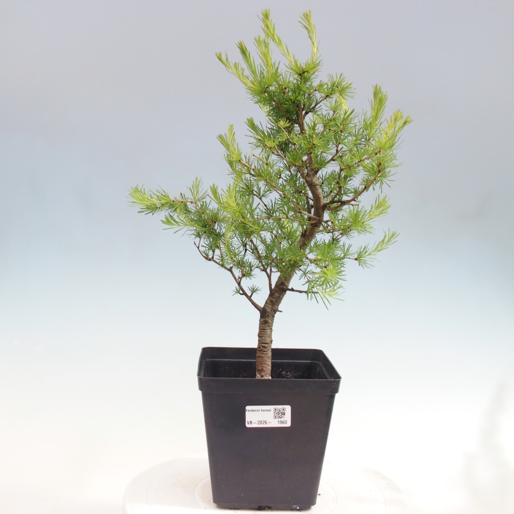 Bonsaï d'extérieur -Larix decidua - Mélèze