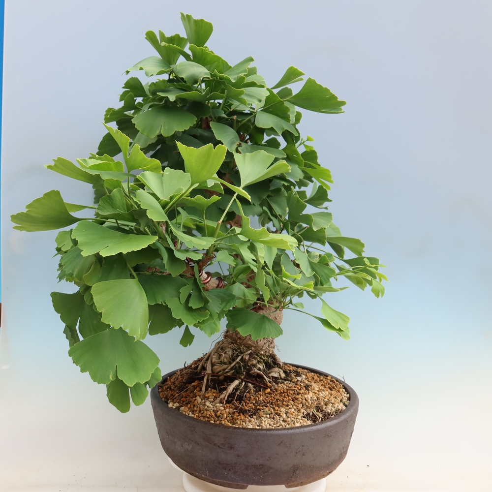 Bonsaïs d'extérieur - Ginkgo biloba - Ginkgo biloba