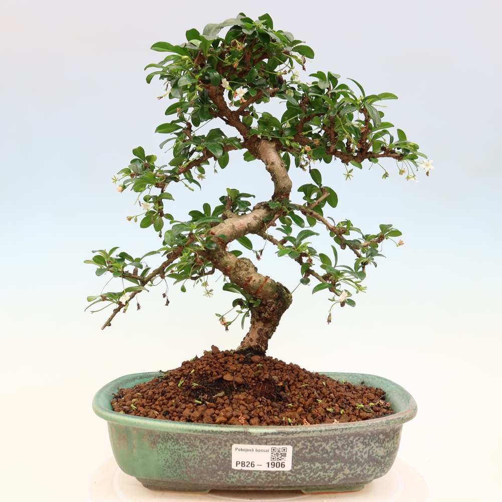 Bonsaï de chambre - Carmona macrophylla - Tea fuki