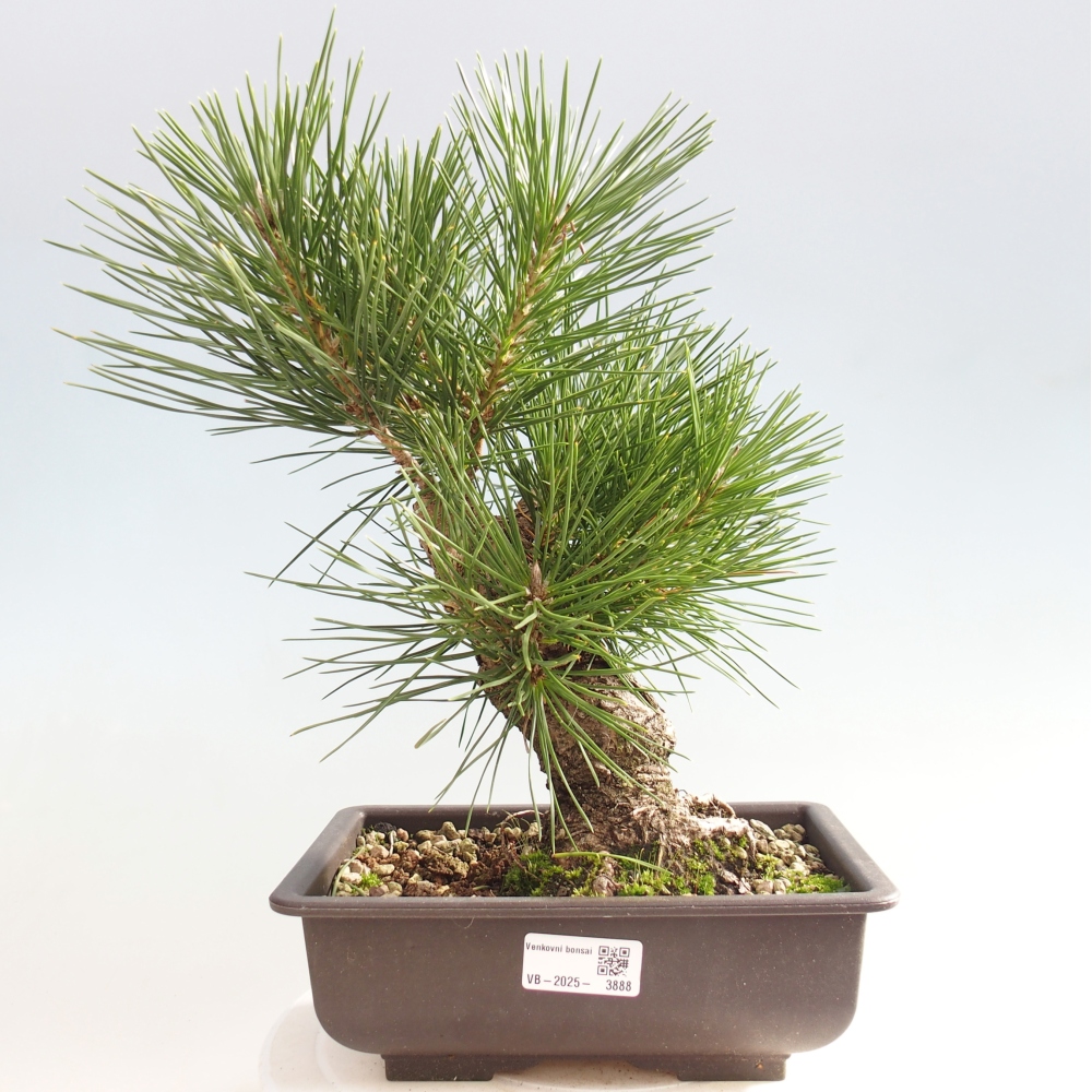 Bonsaï d'extérieur - Pinus thunbergii - Pin de Thunberg