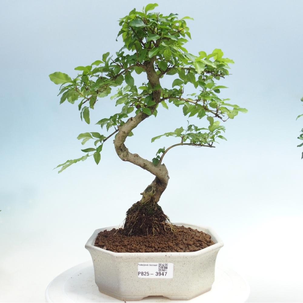 Bonsaï de chambre -Ligustrum chinensis - Bec d'oiseau