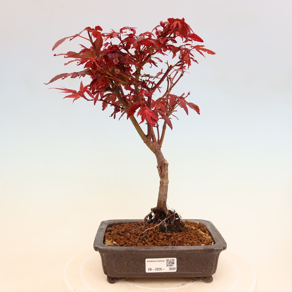 Bonsaï d'extérieur - Érable palmatum  - Acer palmatum Berry Broom 