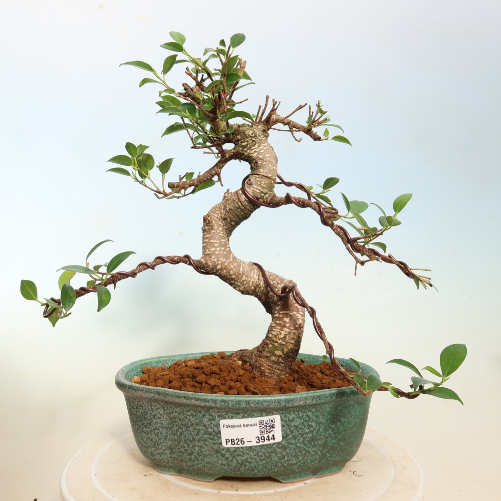 Salle bonsaï - Ficus kimmen - ficus à petites feuilles