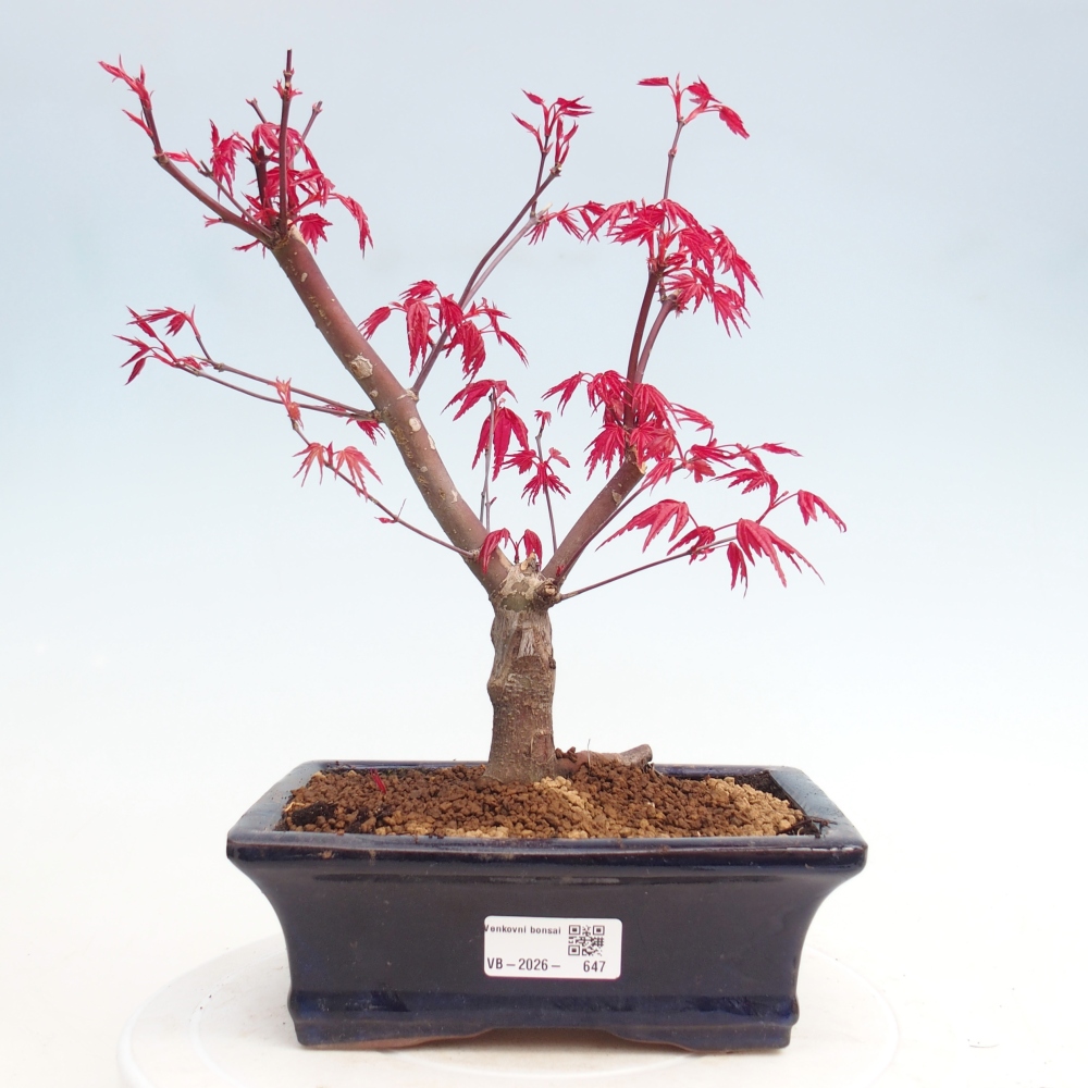 Bonsaï d'extérieur - Acer palmatum DESHOJO