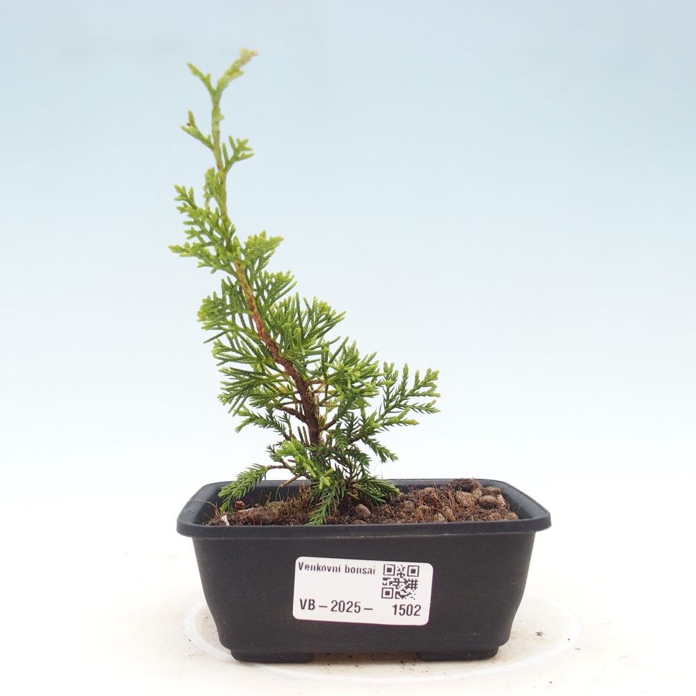 Bonsaï d'extérieur - Juniperus chinensis Itoigawa