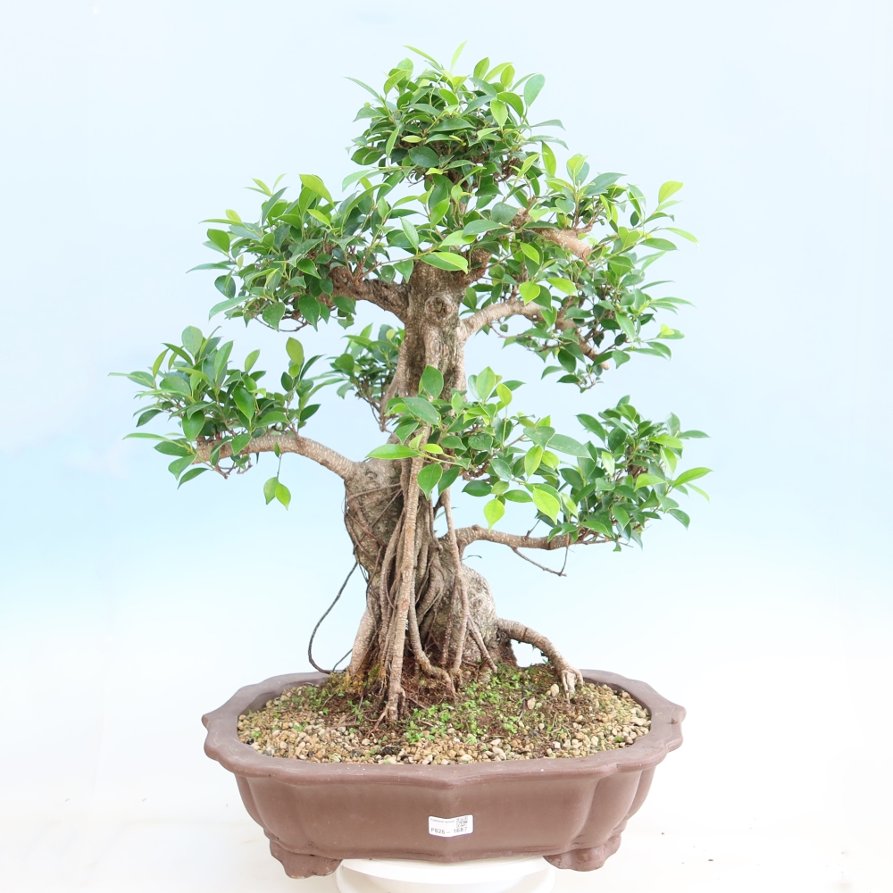 Salle bonsaï - Ficus kimmen - ficus à petites feuilles
