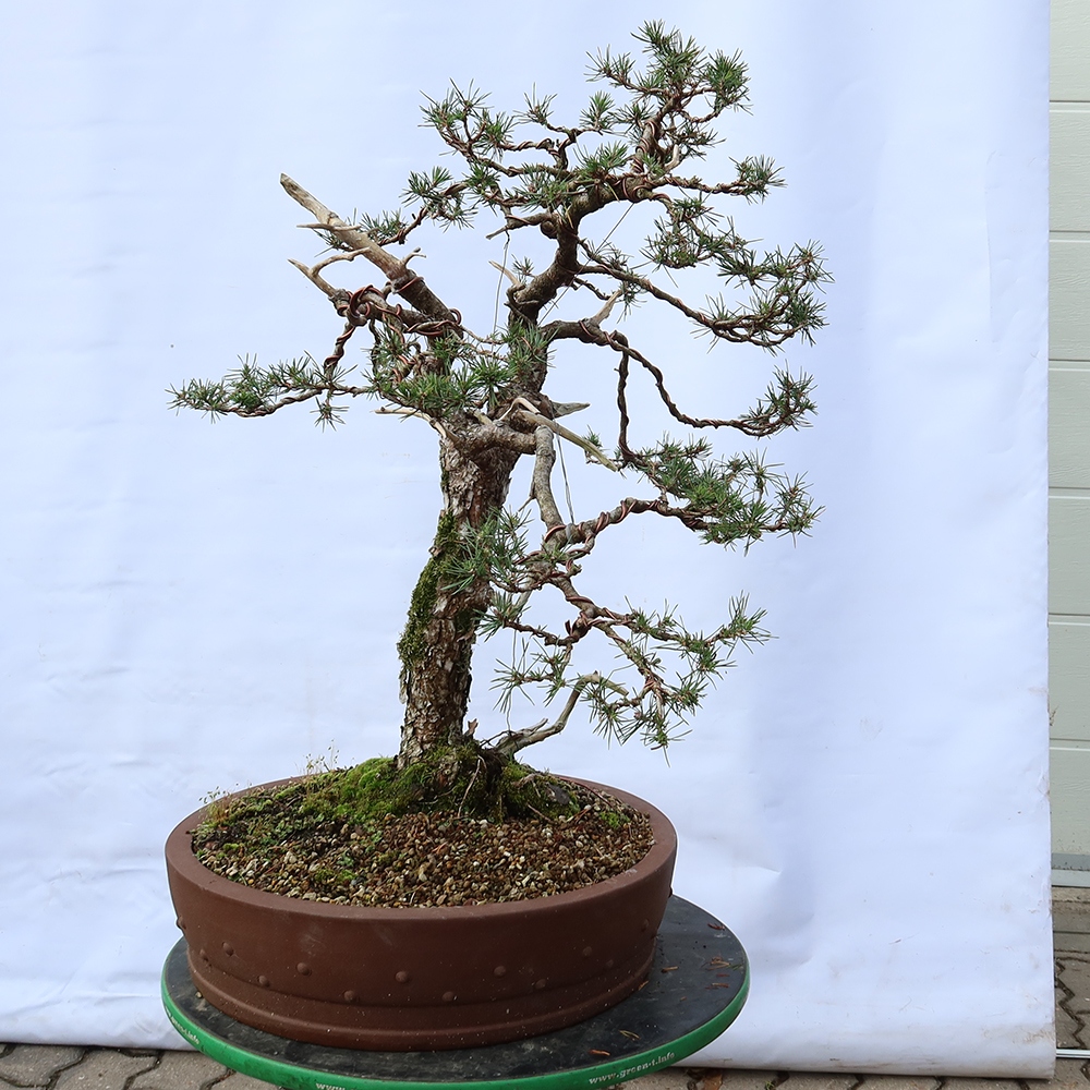 Pinus sylvestris Espagne - pin sylvestre