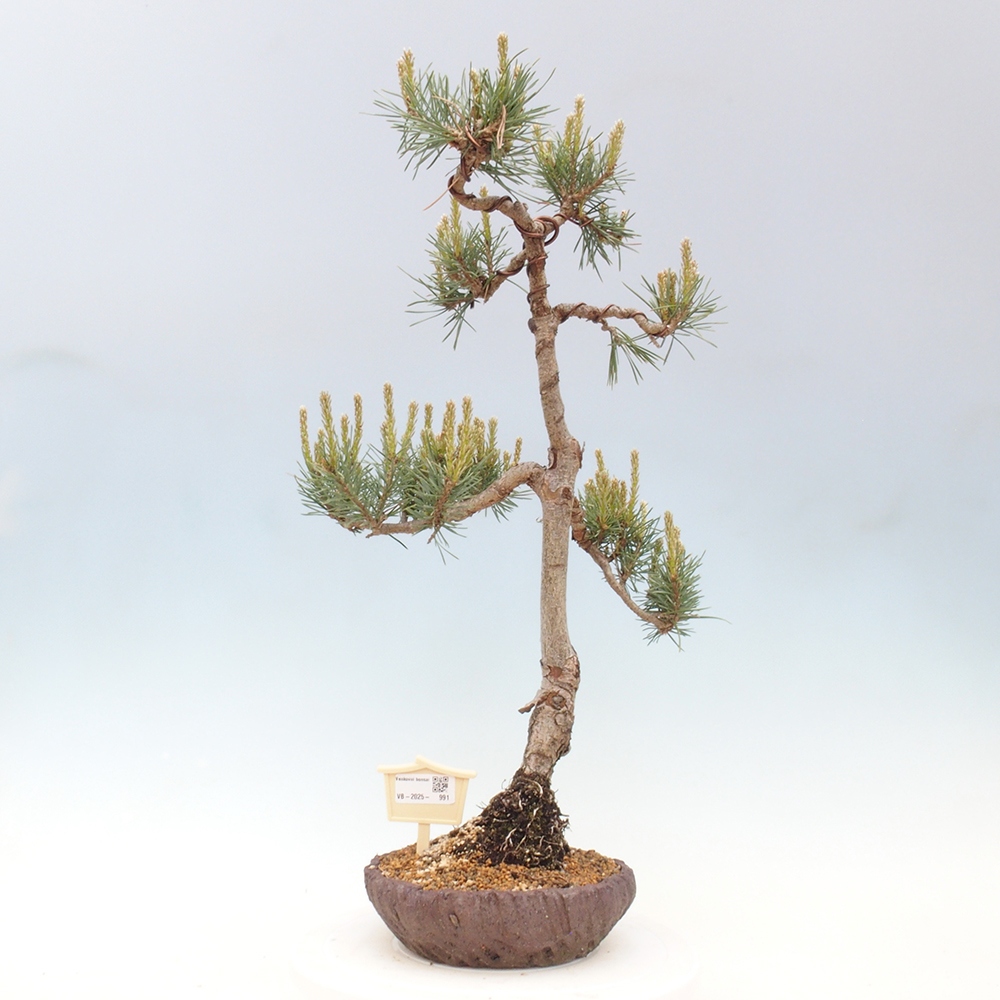 Bonsaï d'extérieur - Pinus Sylvestris Watererri - Pin sylvestre