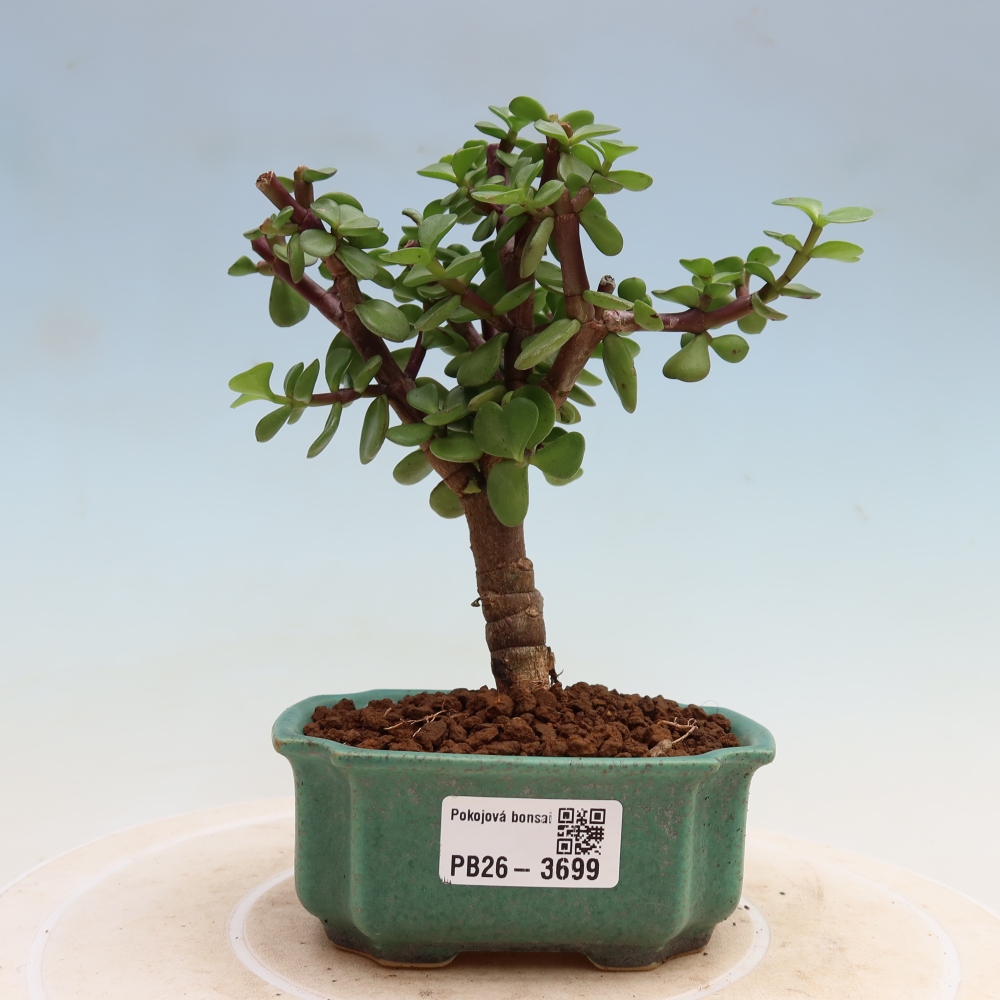 Bonsaï de chambre - Portulakaria Afra - Tlustice