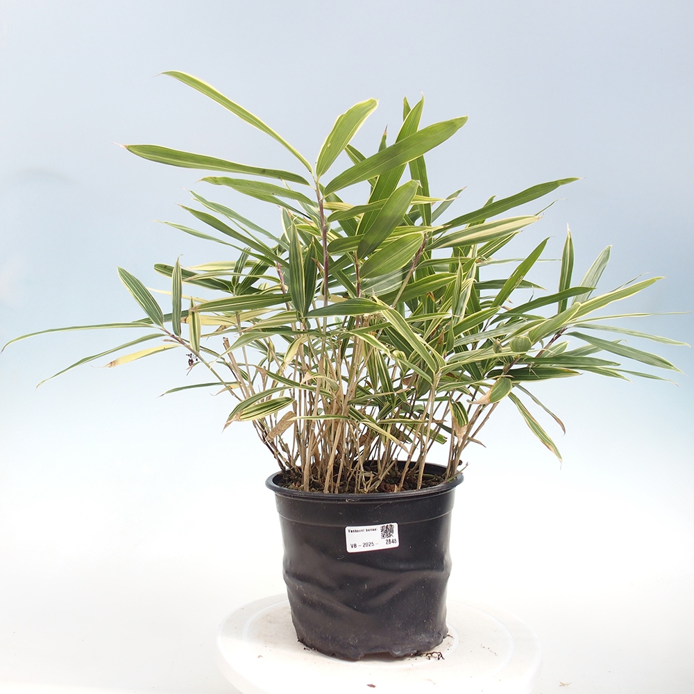 Bonsaï d'extérieur - Sasaella masamuneana Albostriata - Bambou