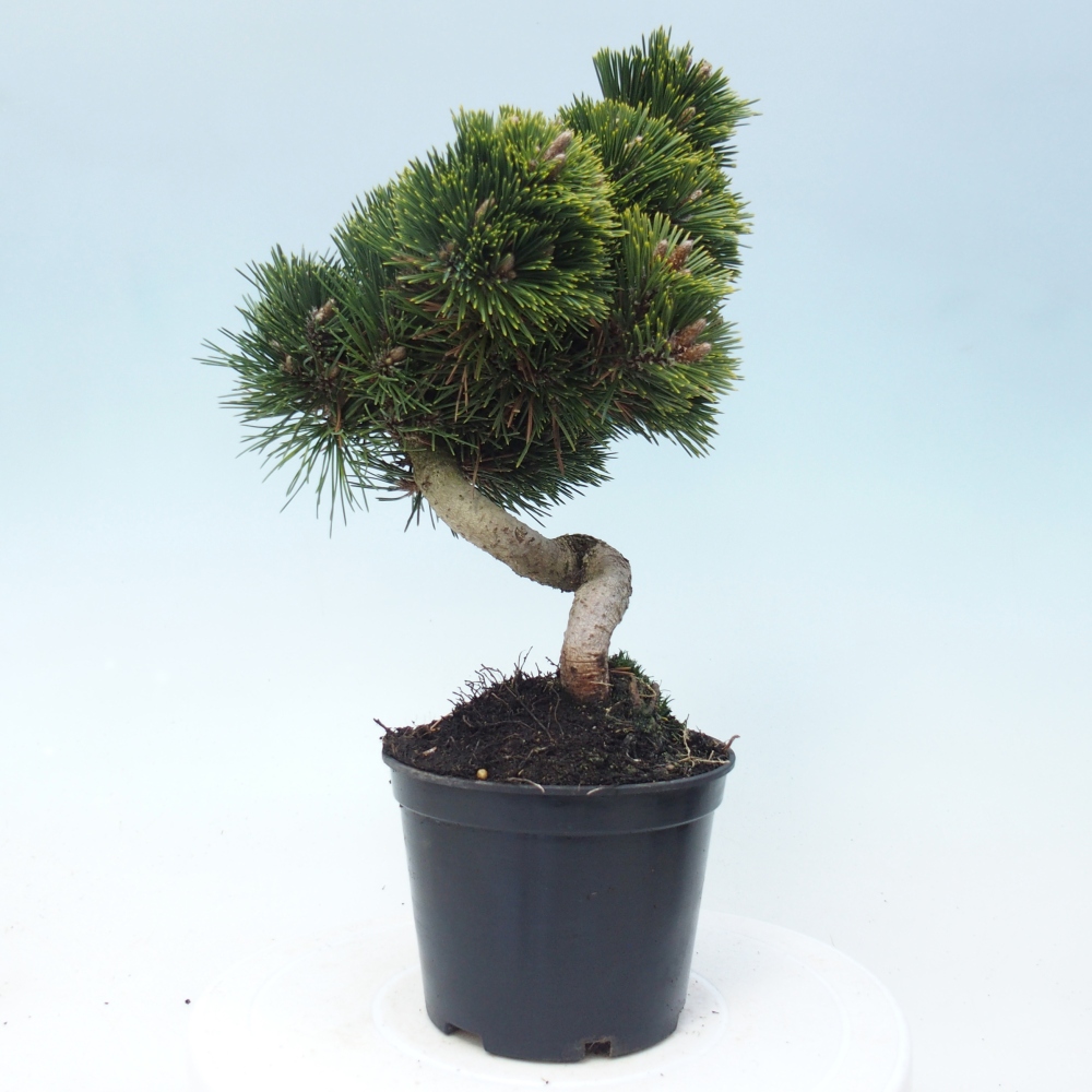 Bonsaï d'extérieur - Pinus thunbergii senjyumaru - Pin de Thunberg