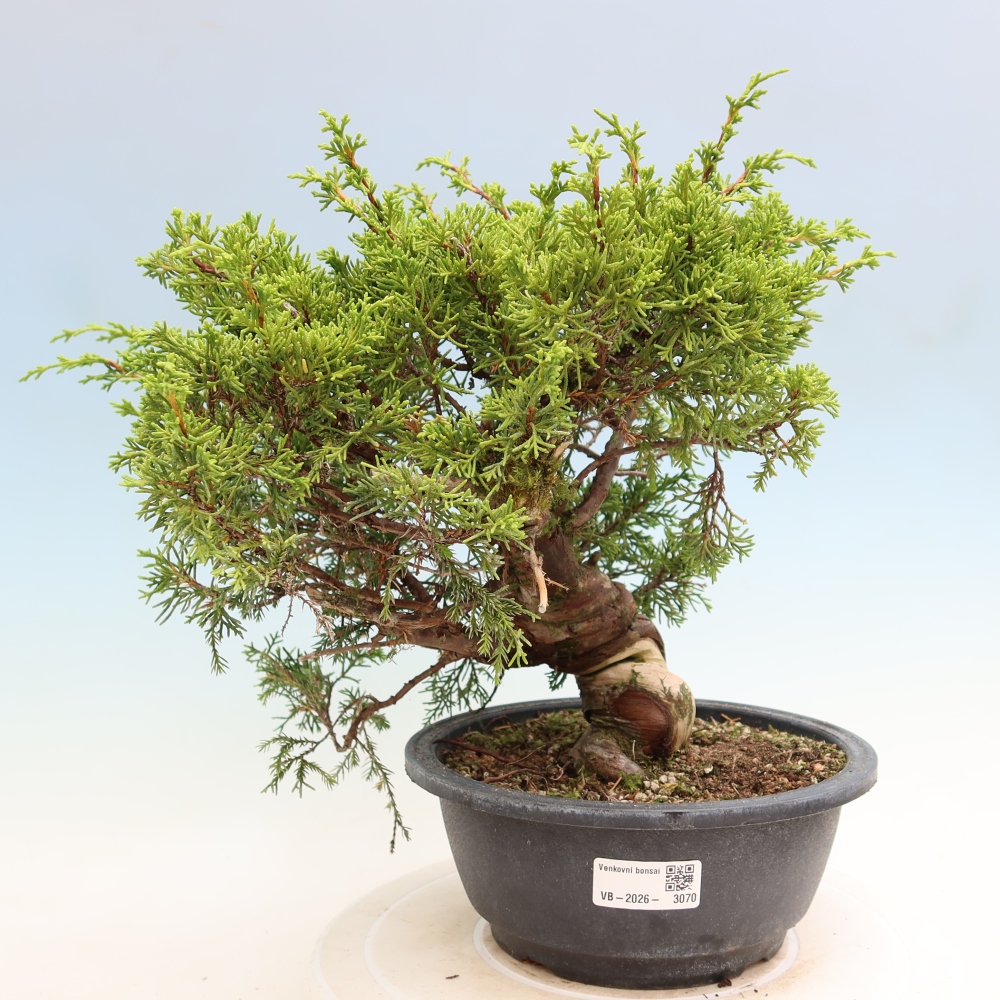 Bonsaï d'extérieur - Juniperus chinensis Itoigawa-Juniperus chinensis