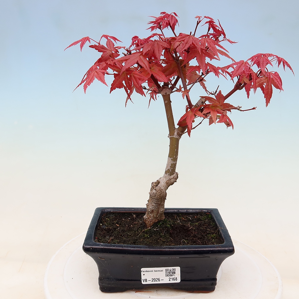 Bonsaï d'extérieur - Acer palmatum DESHOJO
