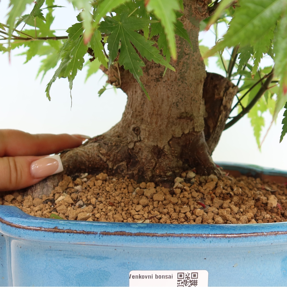 Bonsaï d'extérieur - Maple Burger - Acer Burgerianum