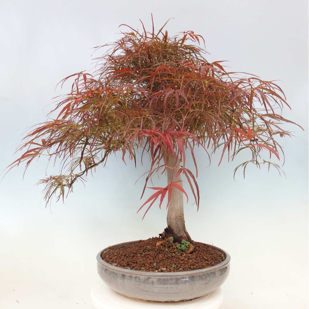 Bonsaï d'extérieur - Acer palmatum RED PYGMY