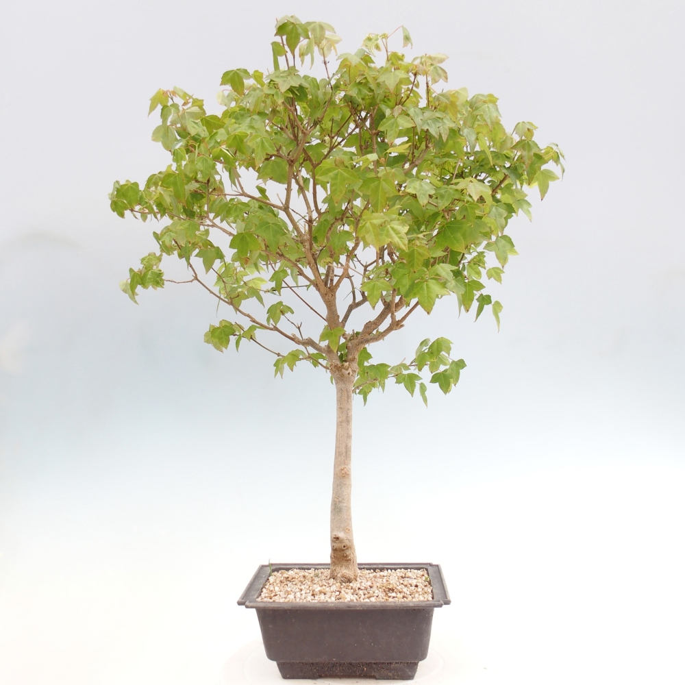 Bonsaï d'extérieur - Acer Buergerianum - Burger Maple