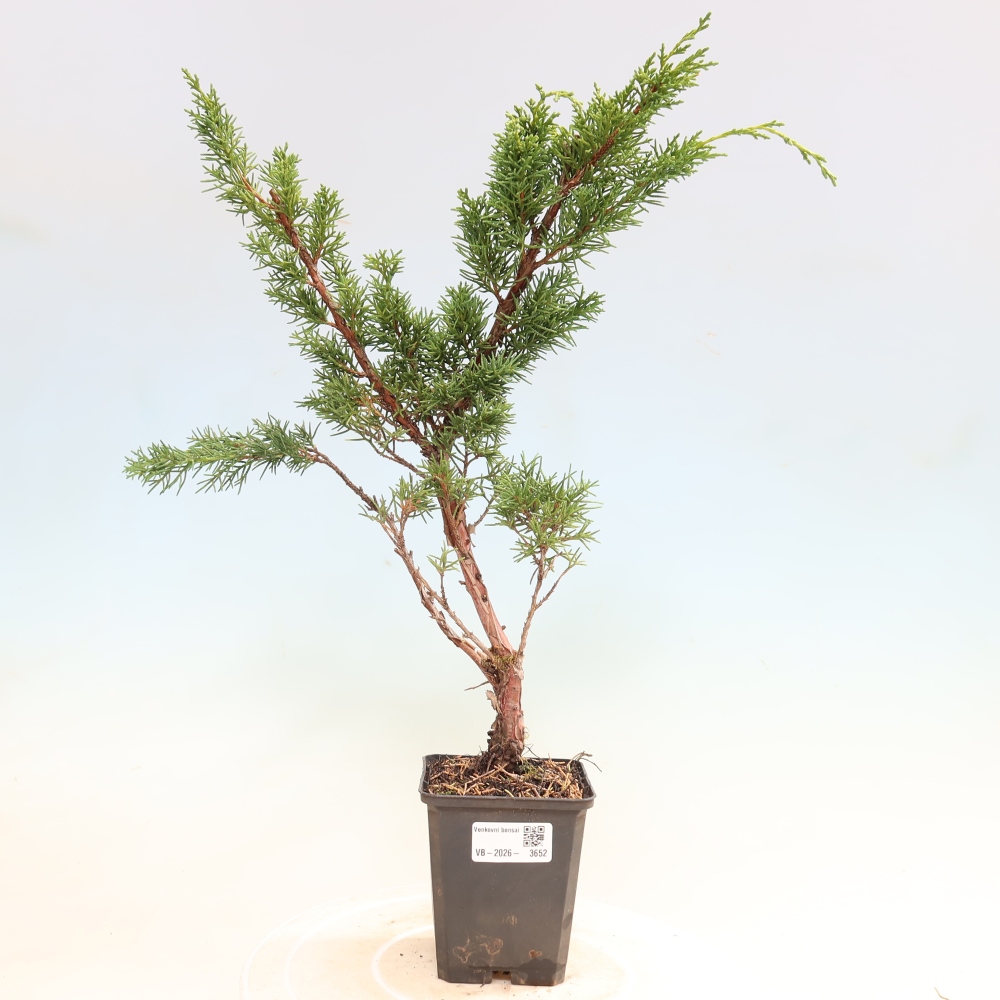 Bonsaï d'extérieur - Juniperus chinensis Kishu