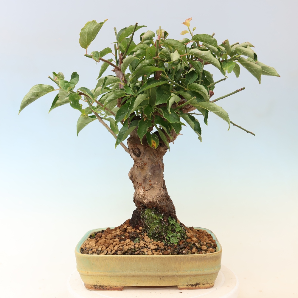 Bonsaï d'extérieur - Abricotier japonais - Prunus Mume