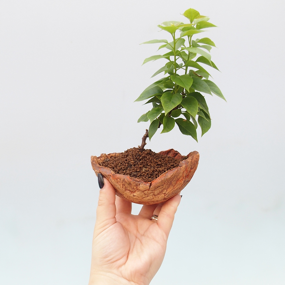 Bonsaï de chambre - Bouganwilea