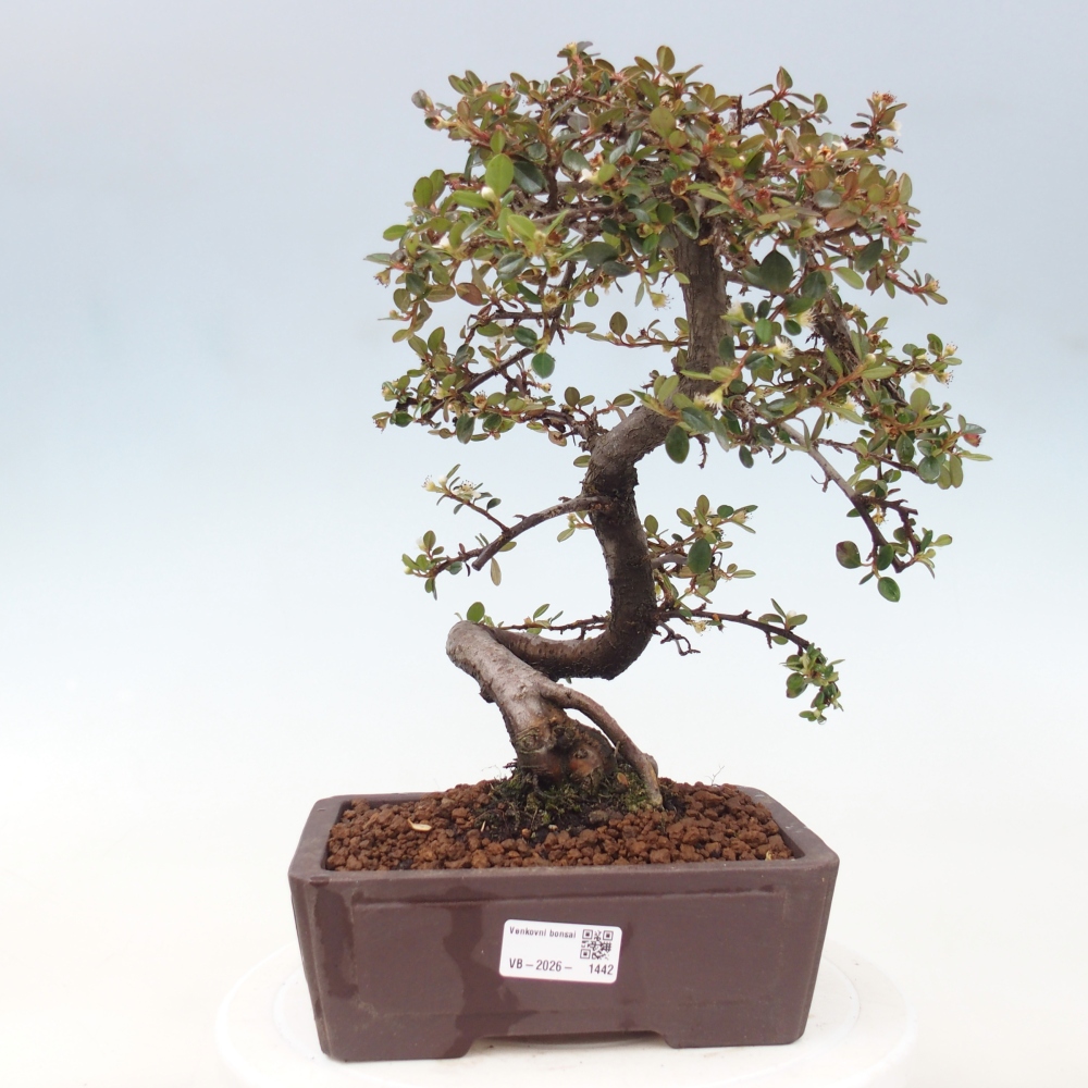 Bonsaï d'extérieur-Cotoneaster dammeri - Damer's Rock