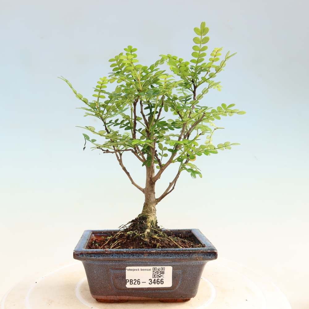 Salle bonsaï - Zantoxylum piperitum - arbre à poivre
