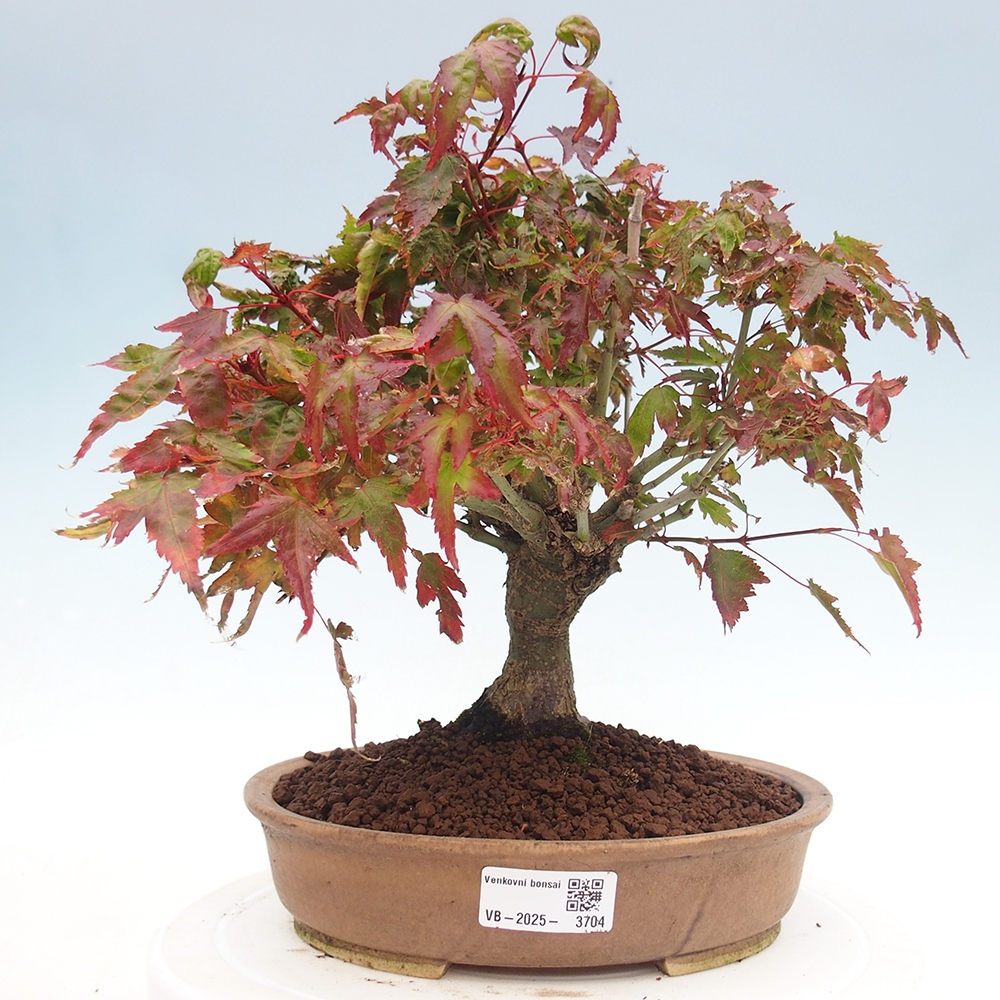 Acer palmatum KIOHIME - Érable palmé