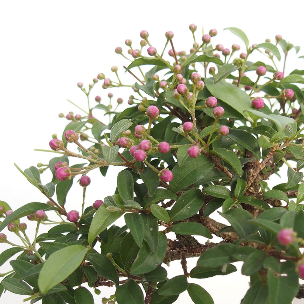 Bonsaï d'intérieur - Cerisier de la Barbade (Malpighia glabra) 