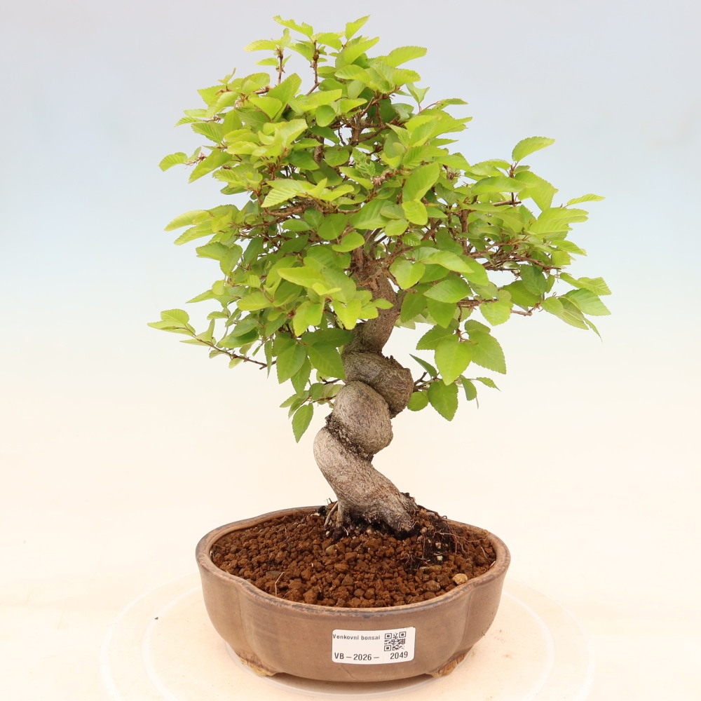 Bonsaï d'extérieur -Carpinus Coreana - Charme de Corée