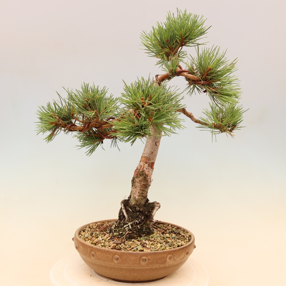 Bonsaï d'extérieur - Pinus Sylvestris Watererri - Pin sylvestre