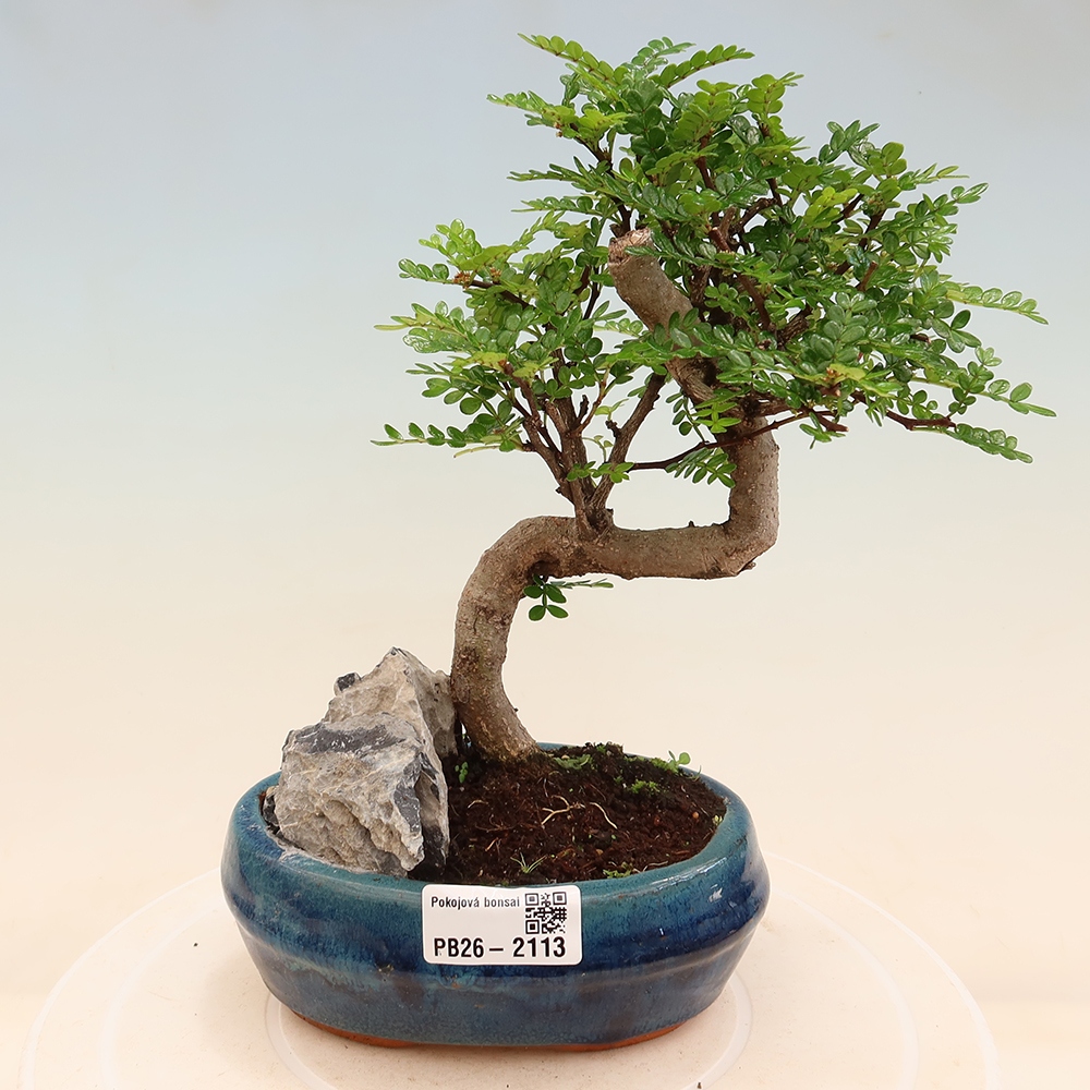Salle bonsaï - Zantoxylum piperitum - arbre à poivre