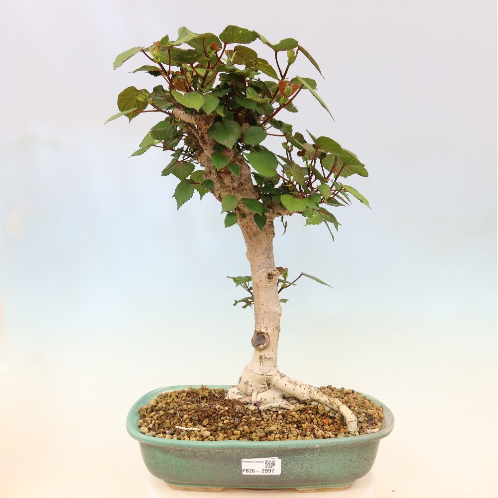 Bonsaï d'intérieur - Hibiscus tiliaceus - Hibiscus de mer