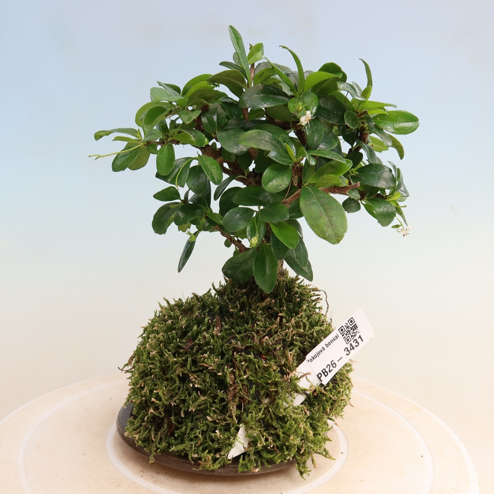 Kokedama avec soucoupe - Carmona macrophylla - Thé fuki
