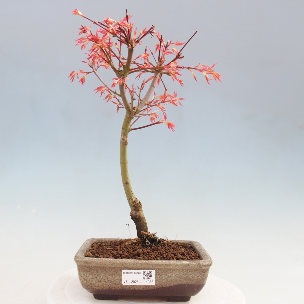 Érable de Norvège - Acer palmatum Beni Tsukasa