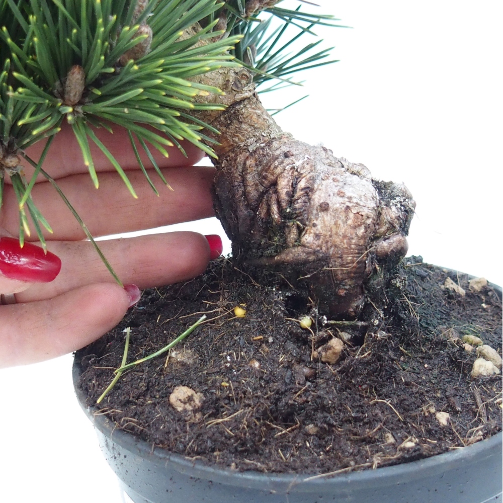 Bonsaï d'extérieur - Pinus thunbergii senjyumaru - Pin de Thunberg