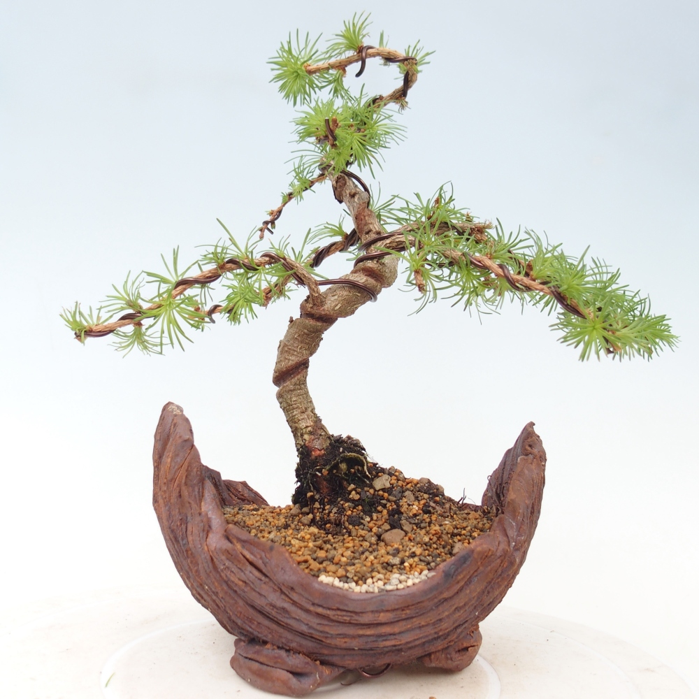 Bonsaï d'extérieur - Larix Kaempferi - Mélèze du Japon