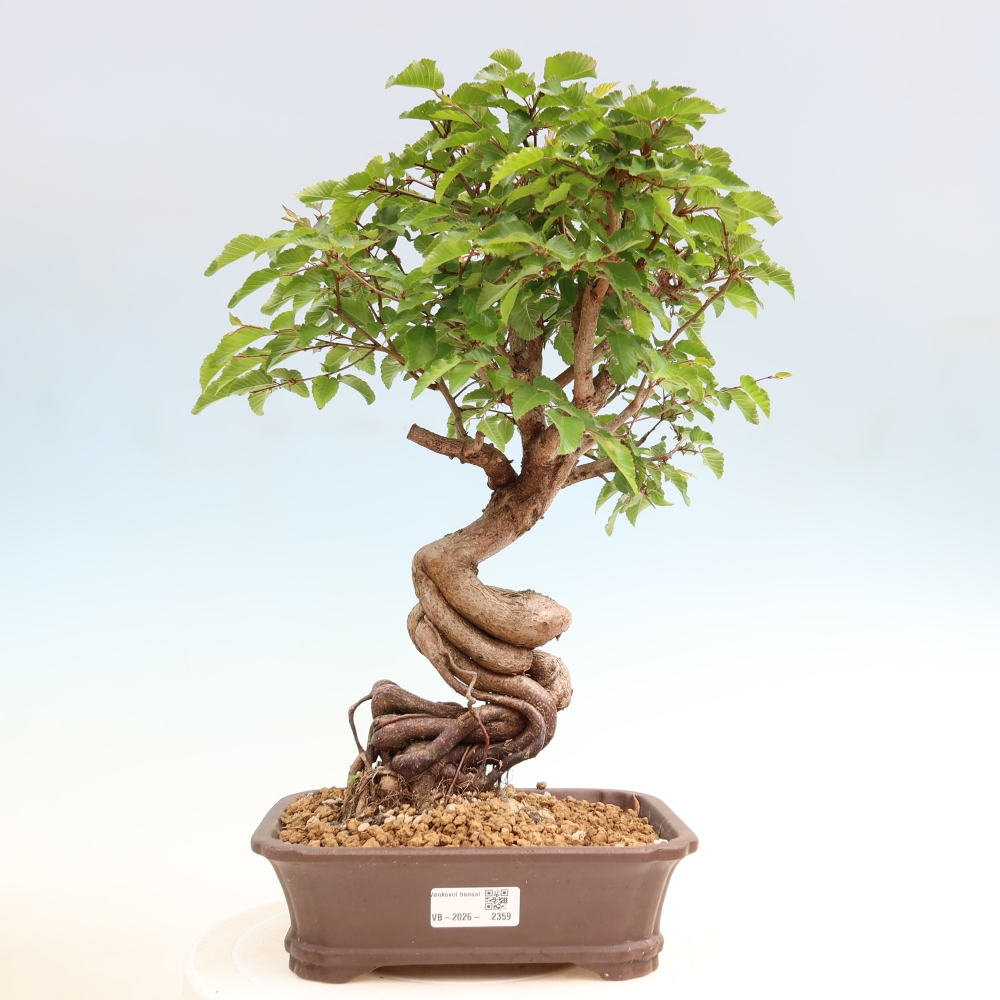 Bonsaï d'extérieur -Carpinus Coreana - Charme de Corée
