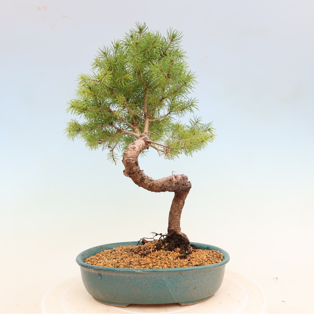 Bonsaï d'extérieur - Épicéa - Picea glauca globe
