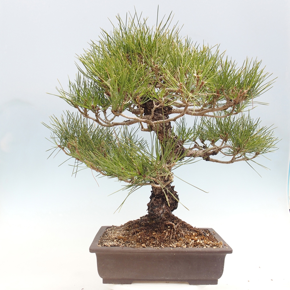 Bonsaï d'extérieur - Pinus thunbergii - Pin de Thunberg