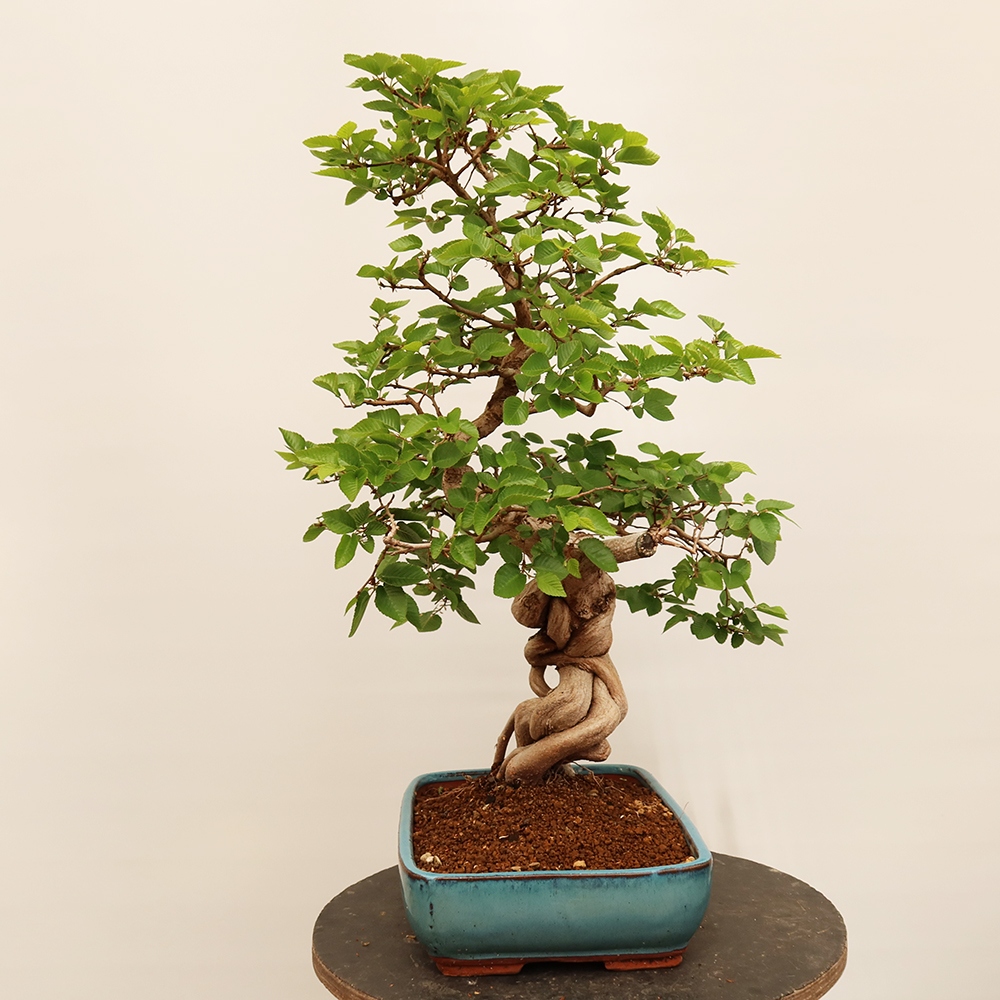 Bonsaï d'extérieur -Carpinus Coreana - Charme de Corée