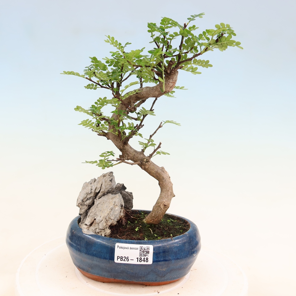 Salle bonsaï - Zantoxylum piperitum - arbre à poivre
