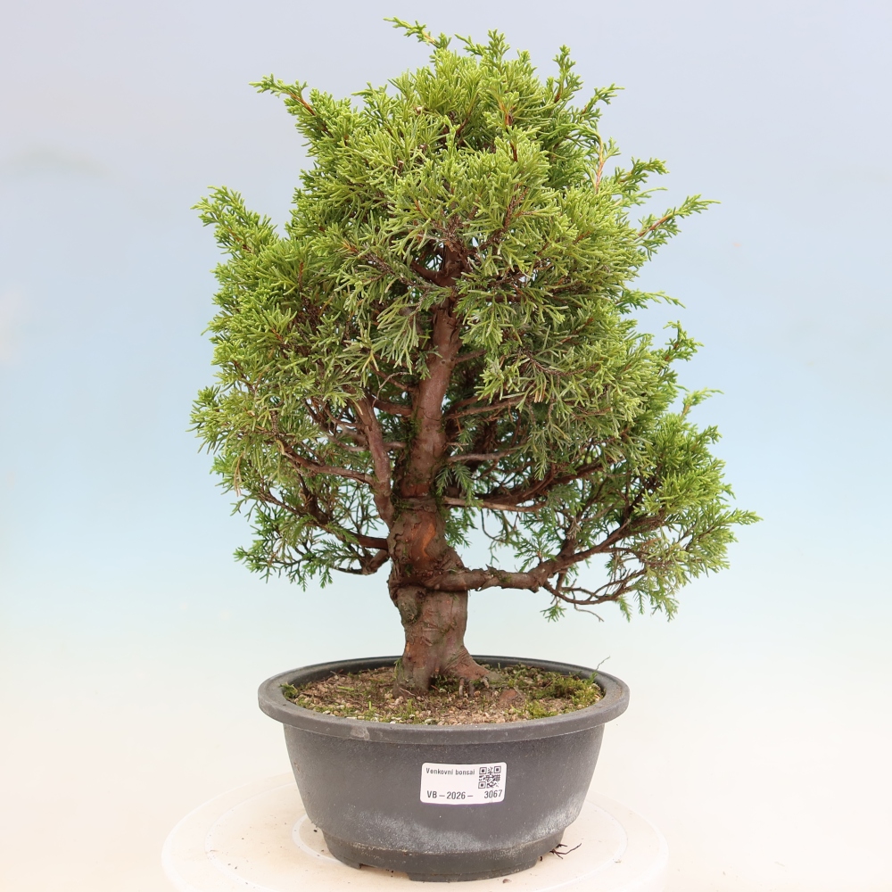 Bonsaï d'extérieur - Juniperus chinensis Itoigawa-Juniperus chinensis