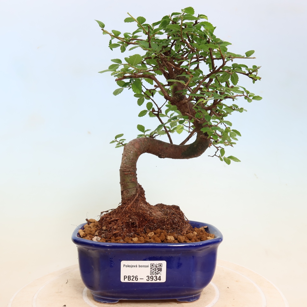 Bonsaï de chambre - Ulmus parvifolia - Orme à petites feuilles