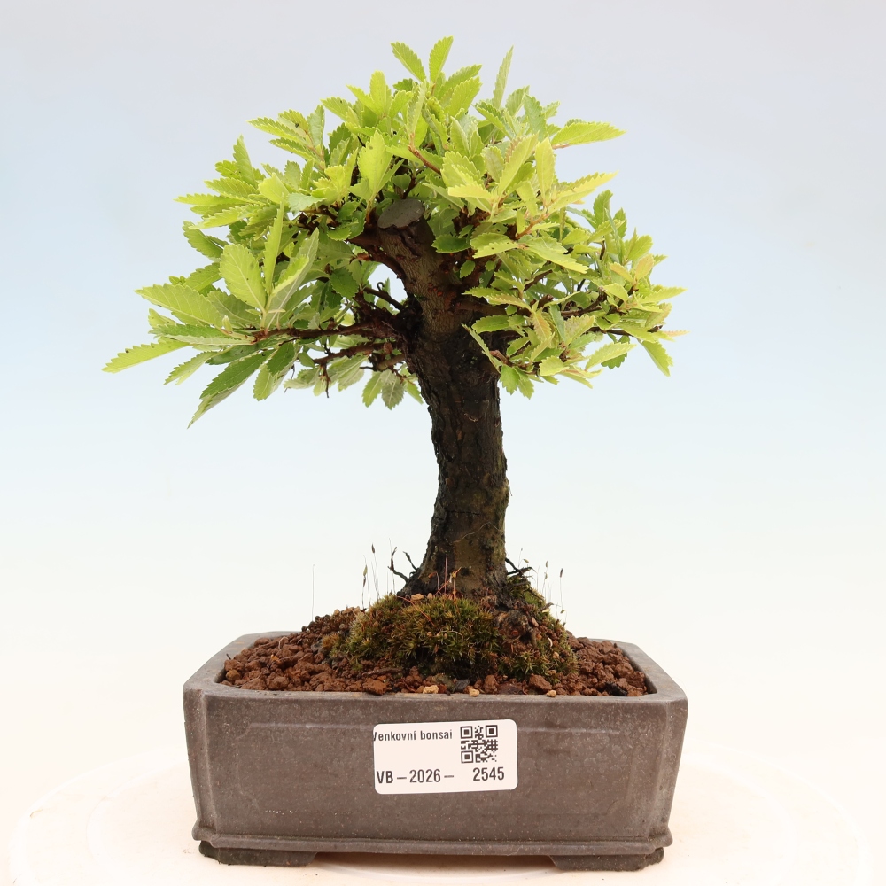 Bonsaï d'extérieur - Zelkova - Zelkova NIRE