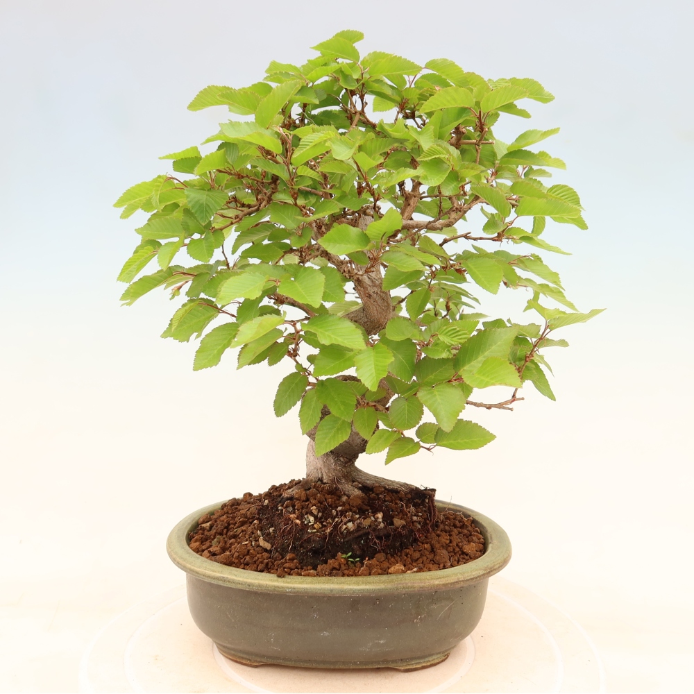 Bonsaï d'extérieur -Carpinus Coreana - Charme de Corée