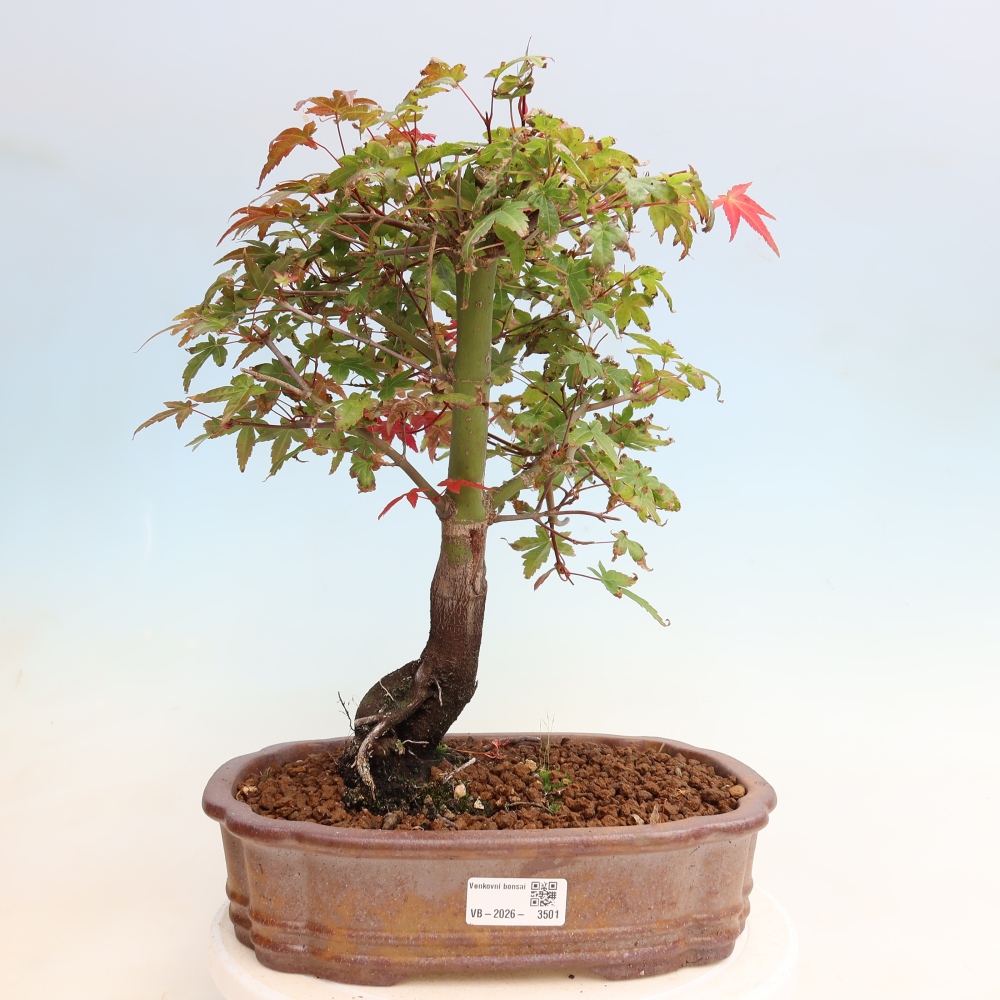 Bonsaï d'extérieur - Acer palmatum DESHOJO