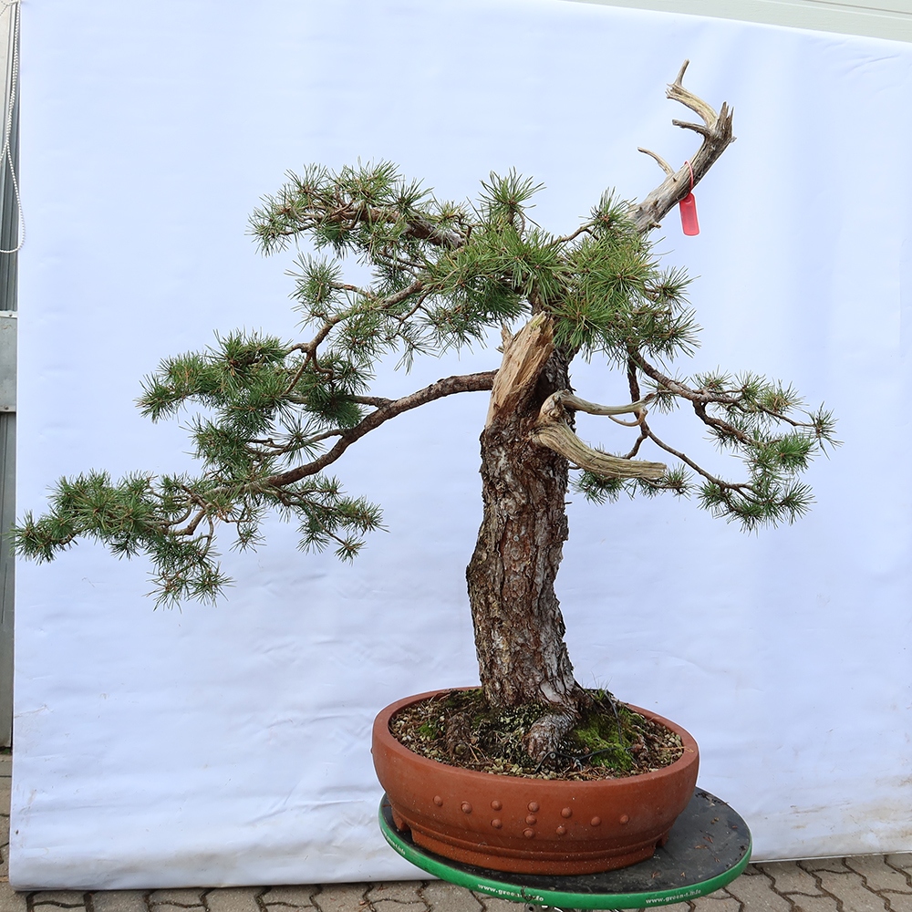 Pinus sylvestris Espagne - pin sylvestre