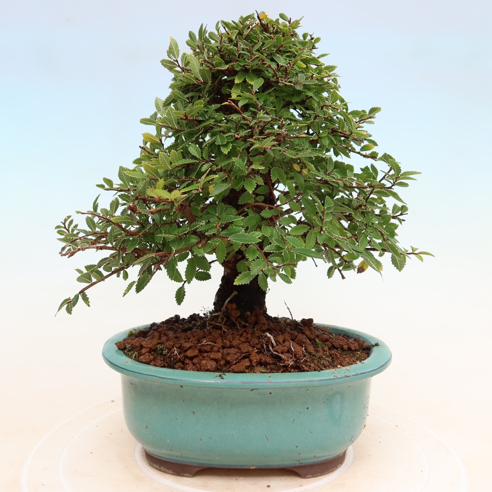 Bonsaï d'extérieur - Zelkova - Zelkova NIRE