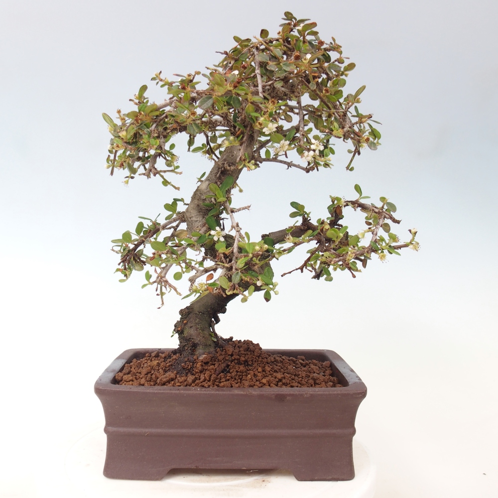 Bonsaï d'extérieur-Cotoneaster dammeri - Damer's Rock