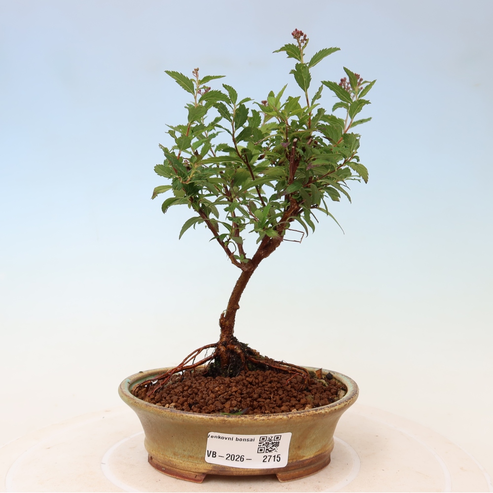 Bonsaï d'extérieur - spirée du Japon - Spirea japonica Anthony Waterer