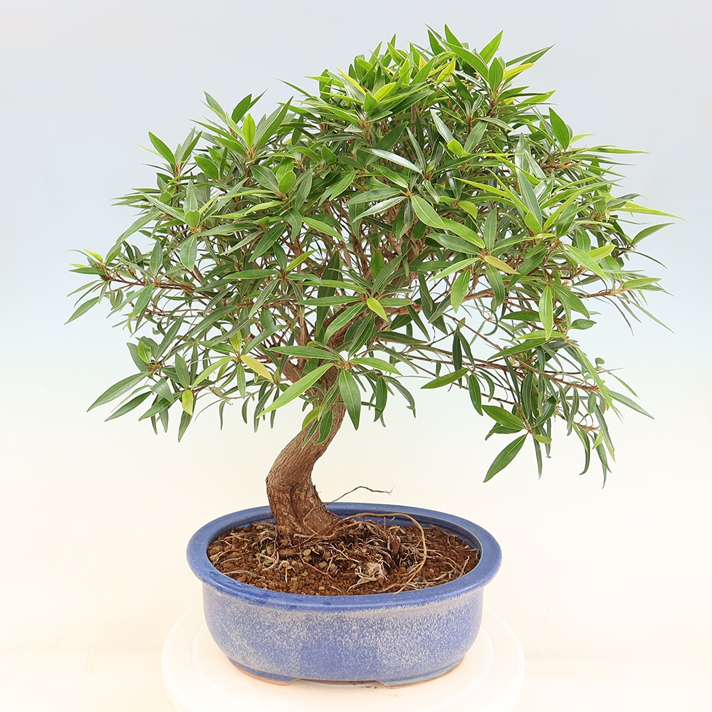Salle bonsaï - Ficus nerifolia - ficus à petites feuilles